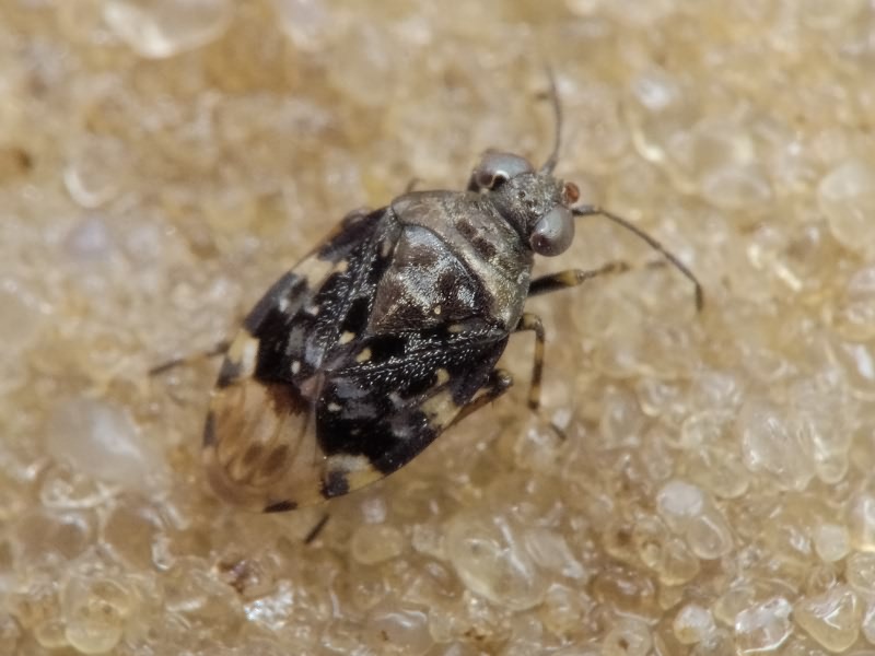 Saldula melanoscela (Fieber, 1859)